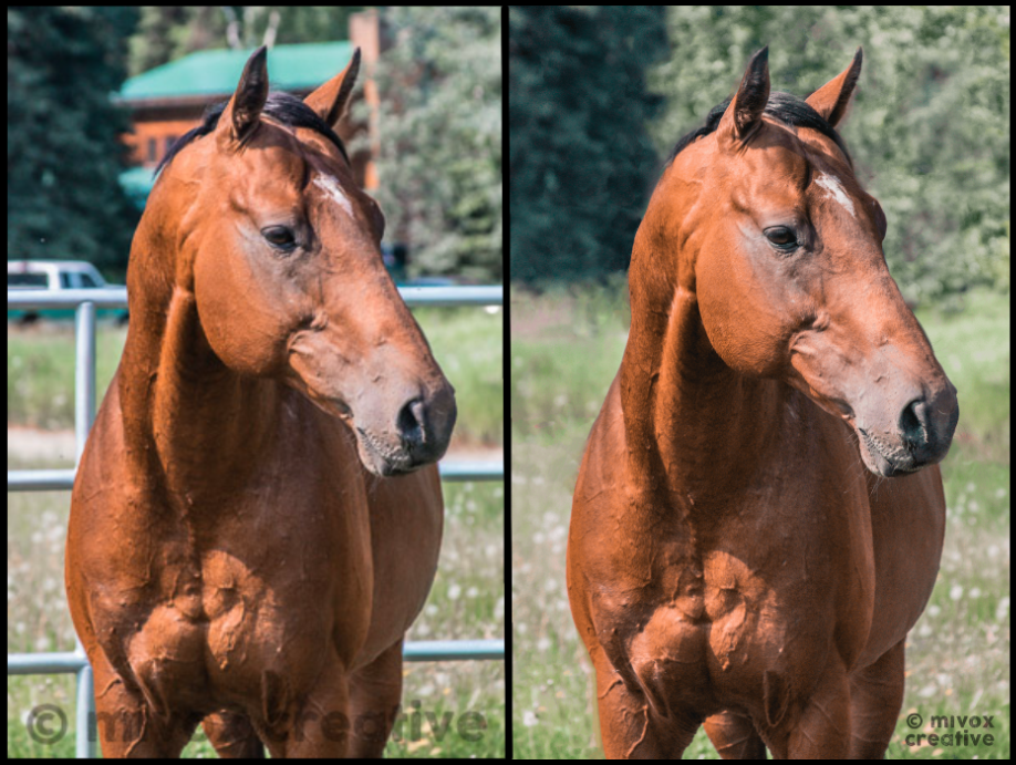 professionally edited animal portraits